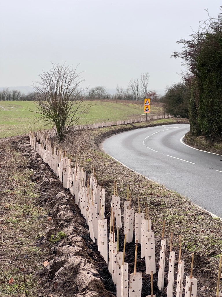ADR Consulting Engineers team planting trees in Chislet Forstal, Canterbury.