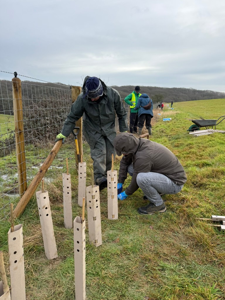 ADR Consulting Engineers team planting trees in Chislet Forstal, Canterbury.